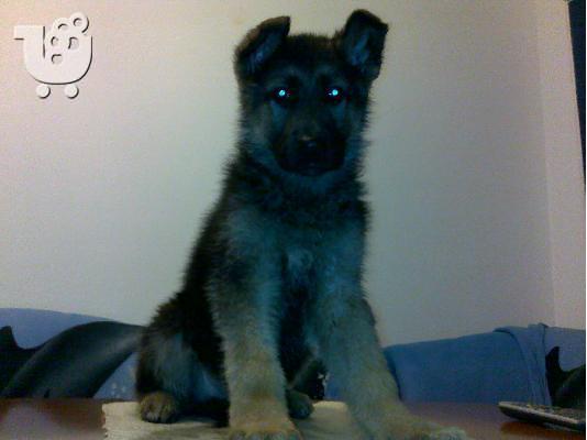 Γερμανικός Ποιμενικός – 380 euro